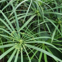 Cyperus alternifolius