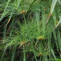 Cyperus papyrus