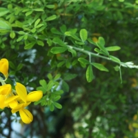 Cytisus x racemosus