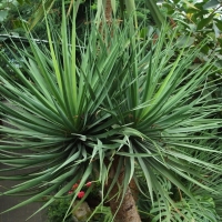 Dracena smocza