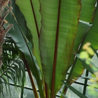 Bananowiec abisyński