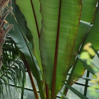 Ensete ventricosum ’Maurelii’