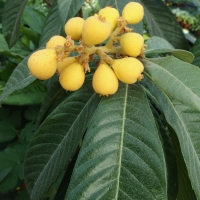 Eriobotrya japonica