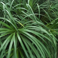 Fascicularia bicolor