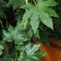 Fatsia japonica