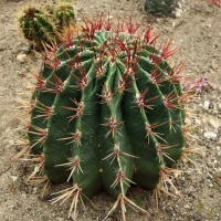 Ferocactus pilosus