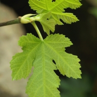 Ficus carica