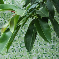 Ficus elastica