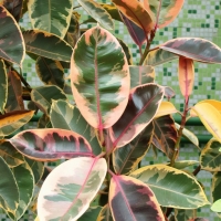 Ficus elastica ’Tricolor’