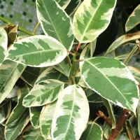 Ficus elastica ’Variegata’