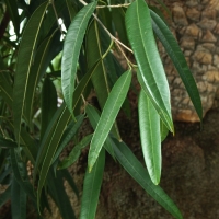 Ficus maclellandii ’Alii’