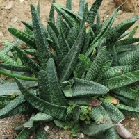 Gasteria carinata var. verrucosa