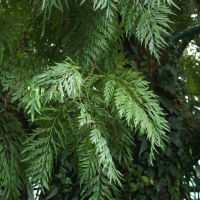 Grevillea robusta