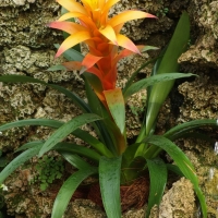 Guzmania lingulata