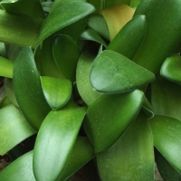 Haemanthus albiflos