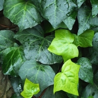 Hedera canariensis