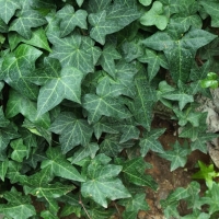 Hedera helix