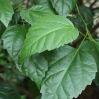 Hibiscus rosa-sinensis