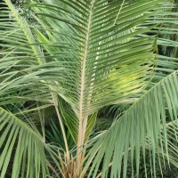 Howea forsteriana