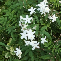 Jasminum polyanthum