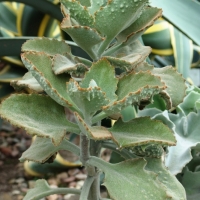 Kalanchoë beharensis ‘Fang’