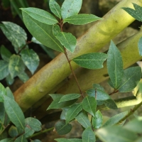 Laurus nobilis