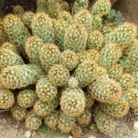 Mammillaria elongata