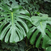 Monstera dziurawa