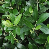 Olea europaea