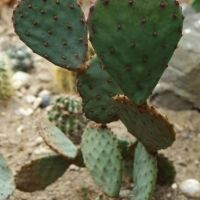 Opuntia basilaris