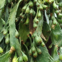 Opuntia ficus-indica