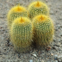 Parodia leninghausii