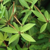 Peperomia pereskiifolia