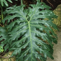 Philodendron bipinnatifidum