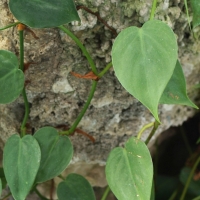 Philodendron scandens