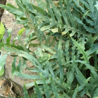 Phlebodium aureum ’Blue Star’