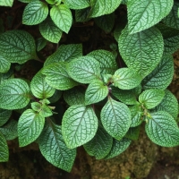 Plectranthus coleoides Nico