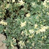 Aeonium lindleyii ’Variegata’