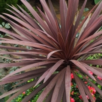 Kordylina australijska 'Red Star'