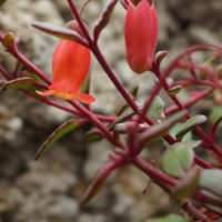 Kalanchoë ‘Tessa’