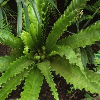 Asplenium antiquum Osaka