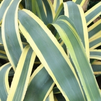 Agave americana Variegata