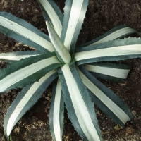 Agawa amerykańska 'Mediopicta Alba'