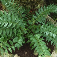 Polystichum falcatum