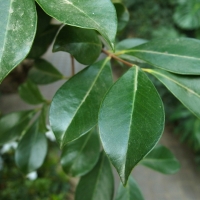 Psidium cattleianum