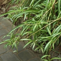 Chlorophytum comosum 'Vittatum'