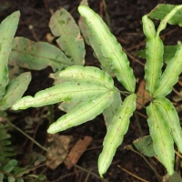 Pteris cretica var. albolineata