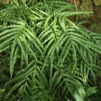 Pteris cretica var. cretica