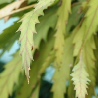 Rhipsalis houlletiana