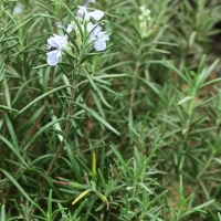 Rosmarinus officinalis